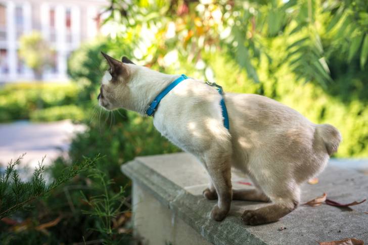 Photo Bobtail du Mékong