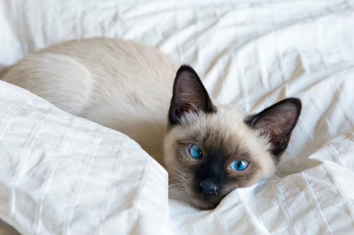 Photo Bobtail du Mékong