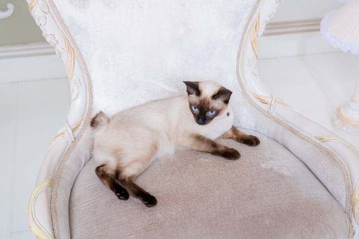 Photo Bobtail du Mékong