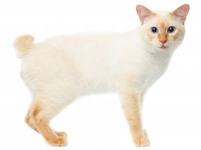 Photo Bobtail du Mékong