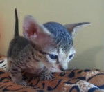 grey minskin - Minskin