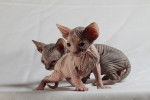 minskin kittens - Minskin
