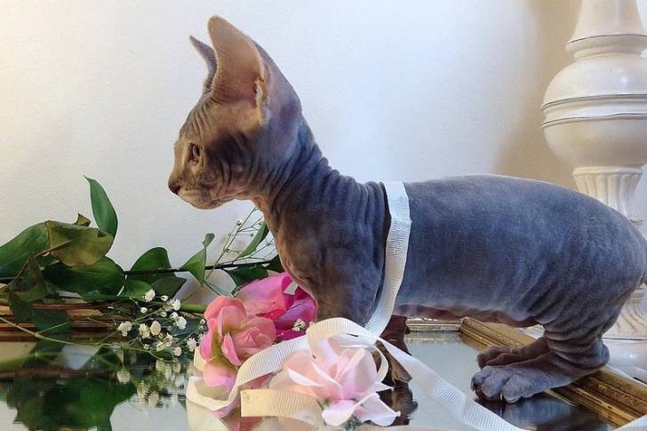 Un chaton Minskin à côté de fleurs