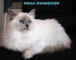 RAGDOLL, Duchesse - Ragdoll