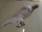 tecoa, ragdoll - Ragdoll