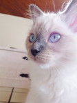 Laska - Ragdoll (7 mois)