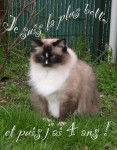 J'ai 4 ans - Ragdoll (4 ans)