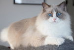 Ragdoll gris et blanc aux yeux bleus