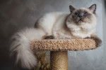 Photo Ragdoll