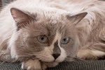 Photo Ragdoll