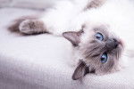 Photo Ragdoll