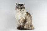 Photo Ragdoll