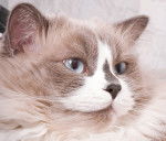 Photo Ragdoll