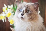Photo Ragdoll