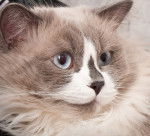 Photo Ragdoll