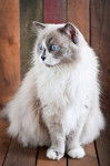 Photo Ragdoll