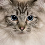 Photo Ragdoll
