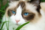 Photo Ragdoll