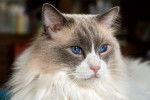 Photo Ragdoll
