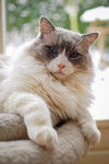 Photo Ragdoll