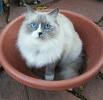 Photo Ragdoll