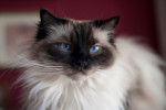 Photo Ragdoll