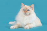Photo Ragdoll