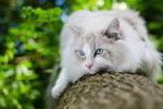 Un Ragdoll allongé sur un tronc d'arbre