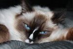 Photo Ragdoll