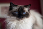 Photo Ragdoll