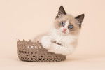 Un chaton Ragdoll allongé dans un petit panier