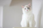 Photo Ragdoll