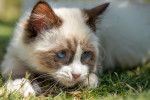 Photo Ragdoll