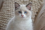 Photo Ragdoll