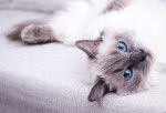 Un Ragdoll blanc colourpoint allongé sur le dos