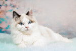 Un Chaton Ragdoll blanc allongé sur une couverture