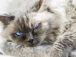 Photo Ragdoll