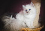 Photo Ragdoll