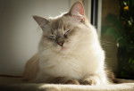 Photo Ragdoll