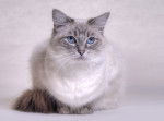 Photo Ragdoll