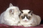 Photo Ragdoll