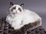 Photo Ragdoll