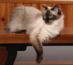 Photo Ragdoll