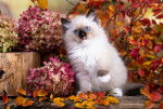 Un Ragdoll assis au milieu de fleurs