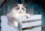 Un Ragdoll assis dans une caisse en bois