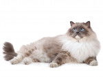 Photo Ragdoll