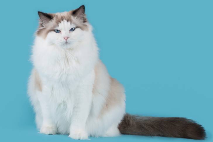 Un chat Ragdoll blanc et marron aux yeux bleus, assis sur ses pattes arrière.