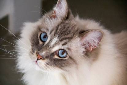 Tête de Ragdoll colourpoint avec de très beaux yeux bleus