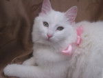 Laetitia - Ragdoll Femelle (16 ans)