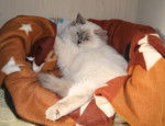 RAGDOLL, Duchesse - Ragdoll